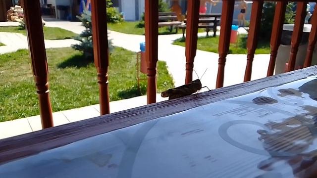 Насекомое Саранча В Яровое