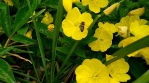 Суррогатная мать 1 - 4 серии | Мелодрама 2021