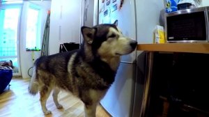 ТОП #ПОПА по версии хаски / BEST #ASS by version husky