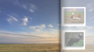 Презентация по теме – Степь для 4 класса. Урок окружающий мир