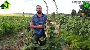 Даже за 1 РАЗ! МАЛИНА ЗАВАЛИТ УРОЖАЕМ БЕЗ БОЛЕЗНЕЙ и ЧЕРВЯКОВ! УСИЛЕННЫЙ рецепт ДОМАШНЕГО СРЕДСТВА.