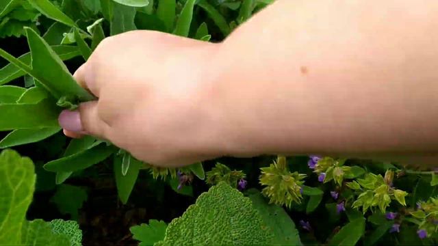 Цветет лаванда #розы#Моя теплица. смотреть онлайн