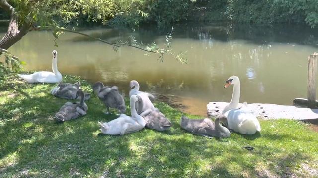 Семейство лебедей с подросшими детками. смотреть онлайн