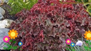 Гейхера гибридная Жаркий огонь. Краткий обзор, описание характеристик heuchera Melting Fire