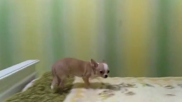 Щенок чихуахуа гладкошерстный помет буква 