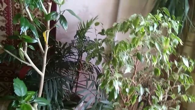 809.цветочные новостицветут кактусыэписциифаленопсисыфиалочки...