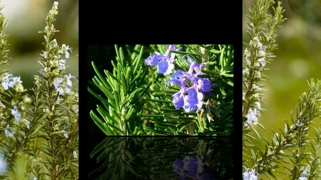 Розмарин смотреть онлайн