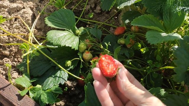 Обзор клубники Кимберли. смотреть онлайн