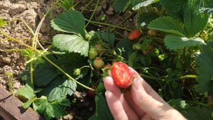 Обзор клубники Кимберли.