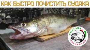 Как быстро почистить Судака (How to quickly clean a Walleye)