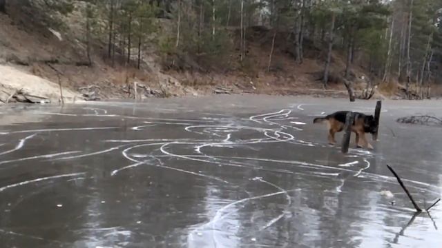 Самые лучшие, умные, верные собаки для жизни и охраны, это Немецкая овчарка. САМСОН-такой. смотреть онлайн