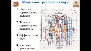 Лекция № 9.  Центральная нервная система. Лекция по гистологии.