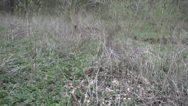 Птичье гнездо и мышиный домик . смотреть онлайн