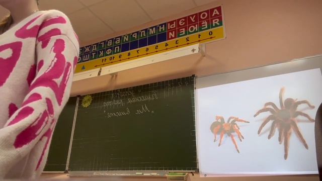 Окружающий мир. Тема: Беспозвоночные животные.