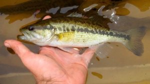 Поймал отпусти с точки зрения рыбы