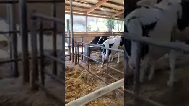 Глубокостельные нетели голштинской породы. Как бороться с жарой на ферме.