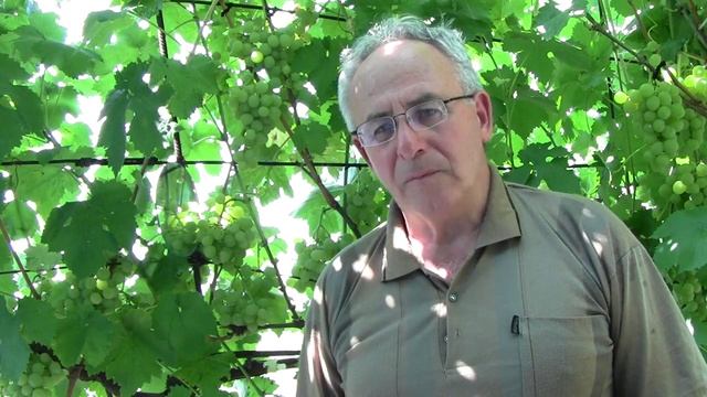 @Вызревание лозы винограда. Ответы на вопросы смотреть онлайн