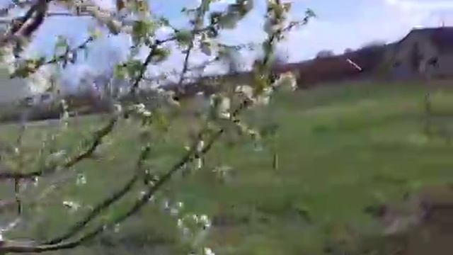 Цветение вишни, черешни, сливы, алычи