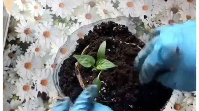 Как посадить растение в торфяном горшке.