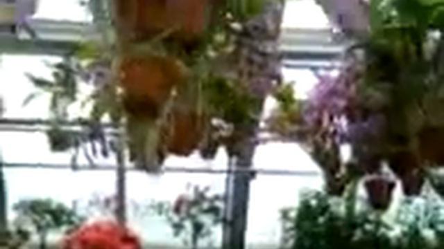 Orquideas смотреть онлайн