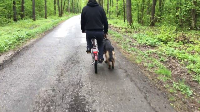 Спорт с собакой . смотреть онлайн