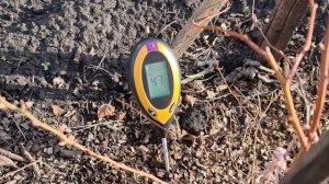 посадка голубики. кислотность почвы.