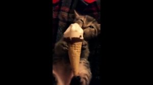 Подборка котиков с мороженным