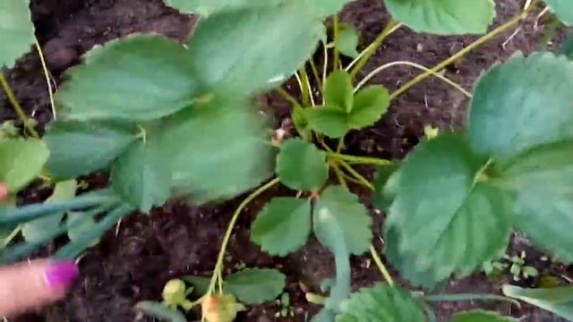 КЛУБНИКА. РАЗМНОЖЕНИЕ УСАМИ. смотреть онлайн