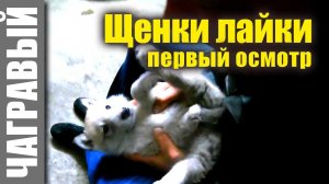 Щенки западно сибирской лайки | первый осмотр. Puppies of the West Siberian Laika, first inspection.