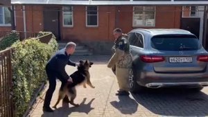 ОЧЕНЬ ЗЛОЙ ПЁС НАПАЛ НА ЧЕЛОВЕКА / НЕМЕЦКАЯ ОВЧАРКА 7 МЕСЯЦЕВ / ОХРАНА ТЕРРИТОРИИ