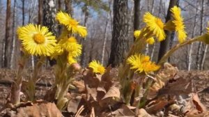 #сидимдома #школа64 Сказка мать и мачеха