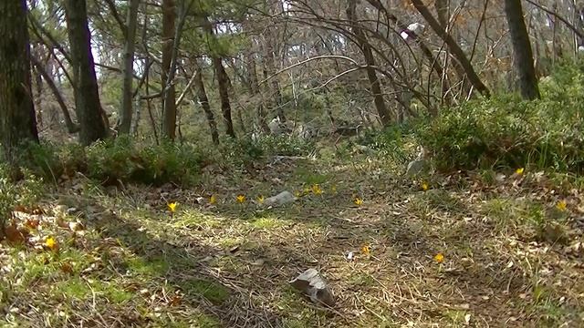 Крым Цветущие в Феврале кизил, подснежник, крокус, дрок. Crimea Blossoming in February. смотреть онлайн