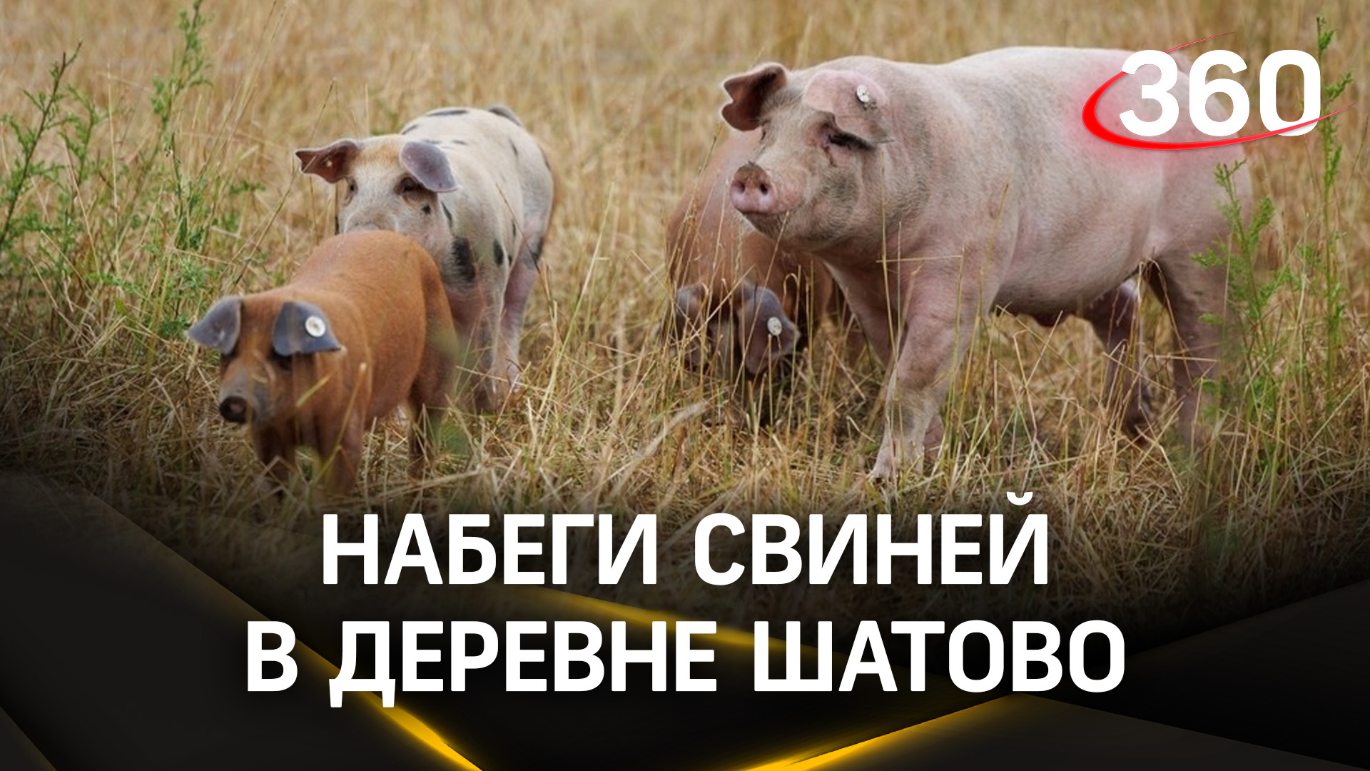 Свиньи в Шатово сбежали, расплодились и портят жизнь местным жителям