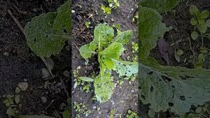 Пекинская капуста спустя 2-3 дня после обработки средством Искра против 62 насекомых вредителей