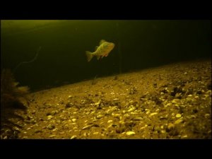 Зимняя прикормка с кровью, первое опробование и результат.