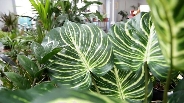 УХОД ЗА КОМНАТНЫМИ РАСТЕНИЯМИ ЗИМОЙ! ОБЩИЕ РЕКОМЕНДАЦИИ #сад #огород #комнатныерастения