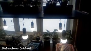 Освещение для рассады светодиодными лампами. Формула расчёта.