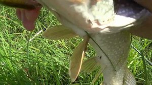 Рыбалка карьер 31  07 2022 г