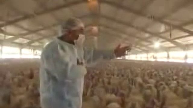 Предводитель индюков смотреть онлайн