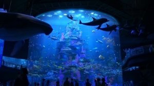 В поисках Дори