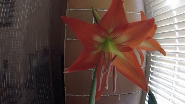 flower timelapse day 2 смотреть онлайн