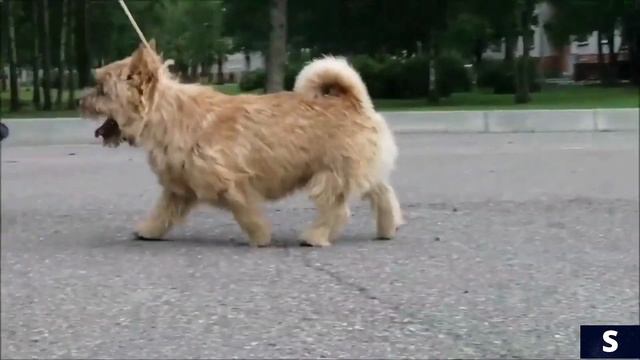 Норвич терьер смотреть онлайн