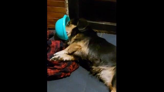 Приступы собачьей эпилепсии-это не бешенство! смотреть онлайн