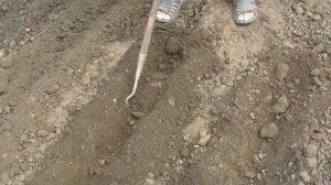 Сухая посадка арахиса,8 мая.