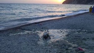 Морская Звезда на берегу в Бухте Инал