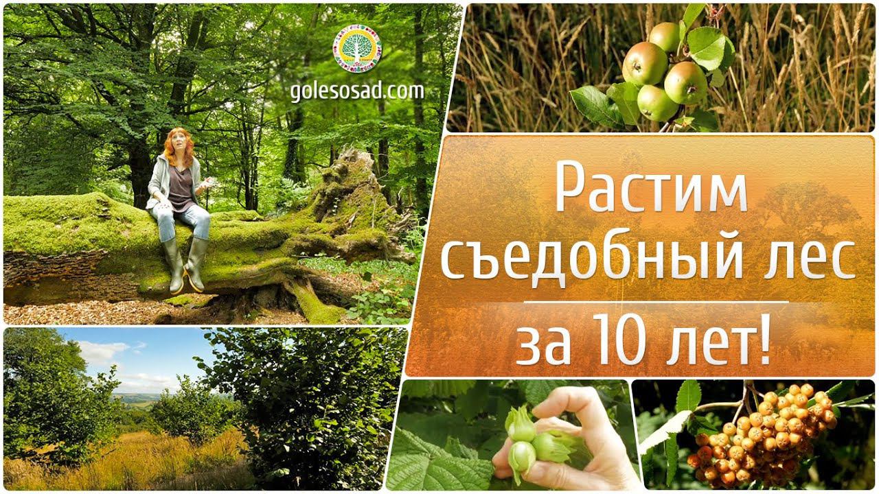 Растим съедобный лес за 10 лет!