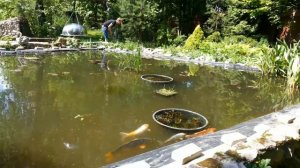 Ручные #карпы #кои на дачном пруду-20160528