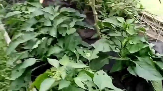 Дачный Vlog. Копаем картошку! смотреть онлайн