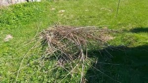 Чудо печка из бочки для сжигания садового мусора