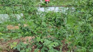 Ежевика Карака Блэк 2022